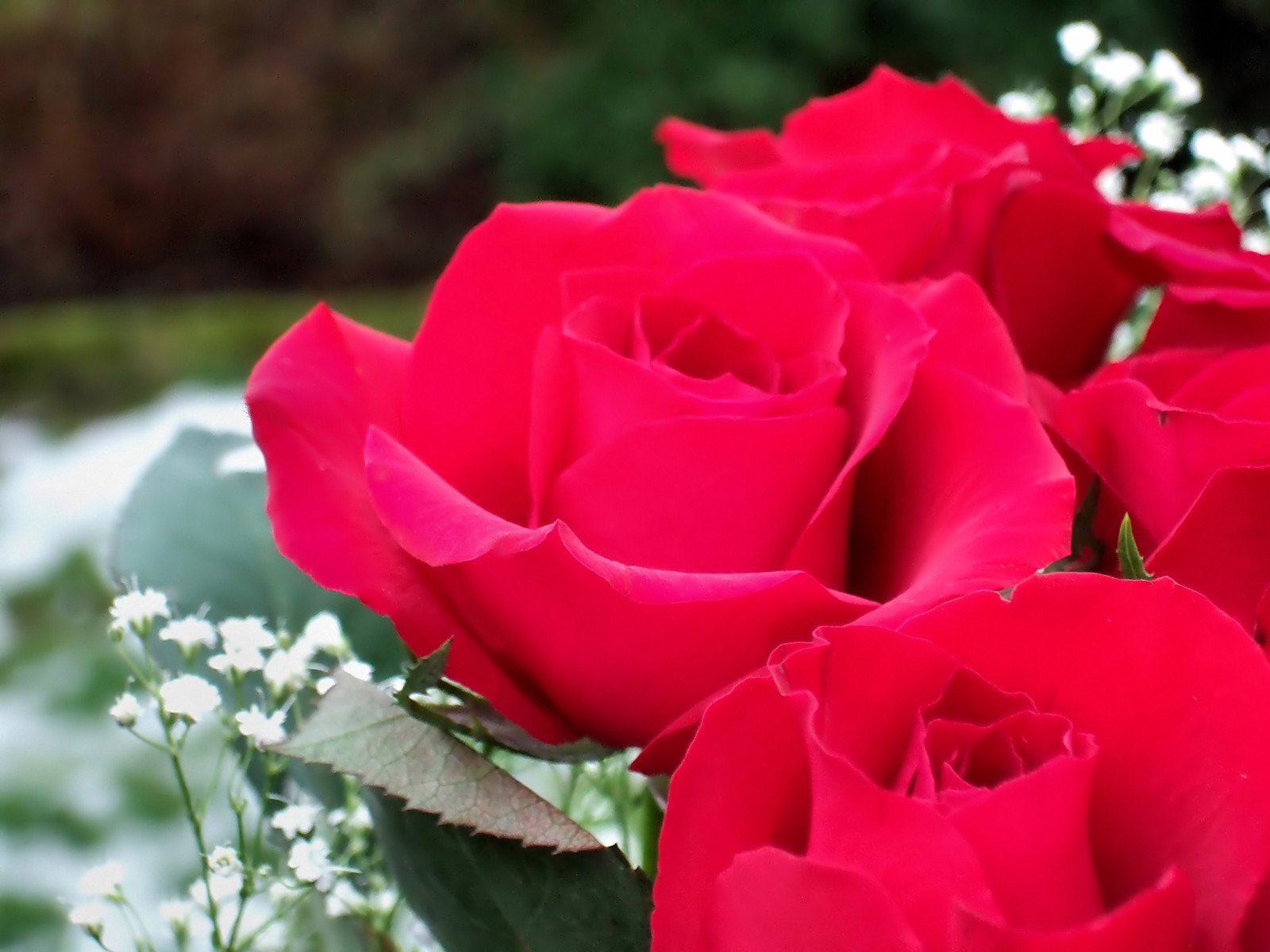 a bouquet of roses that are being held together