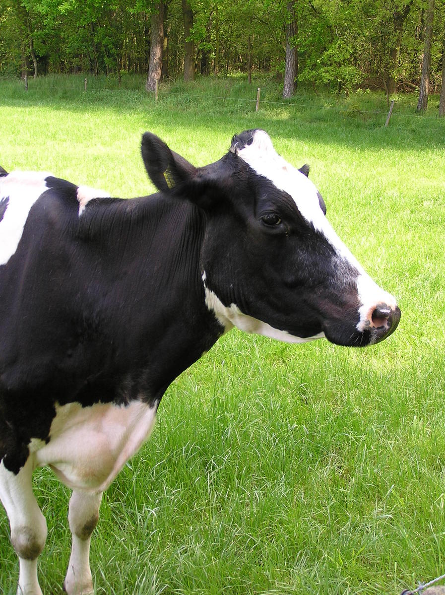 a cow is standing in the grass and looking at soing