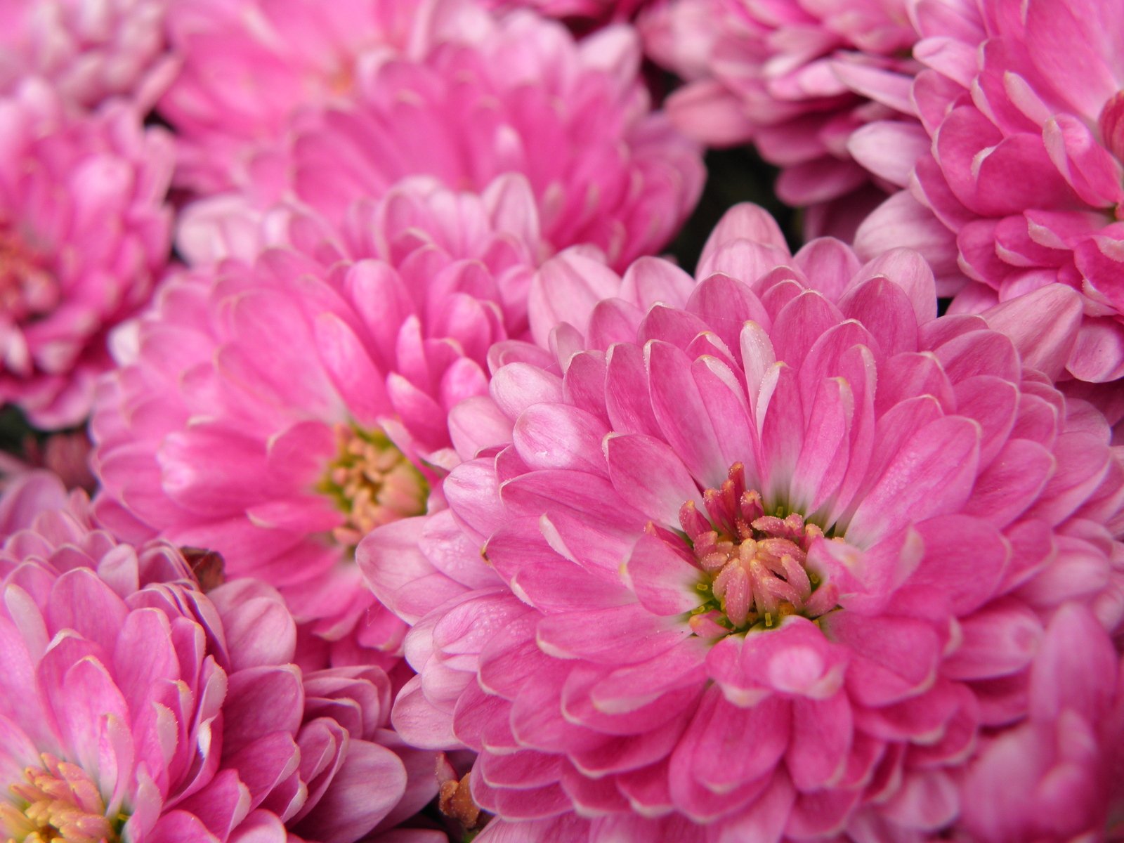 a group of pink flowers next to each other