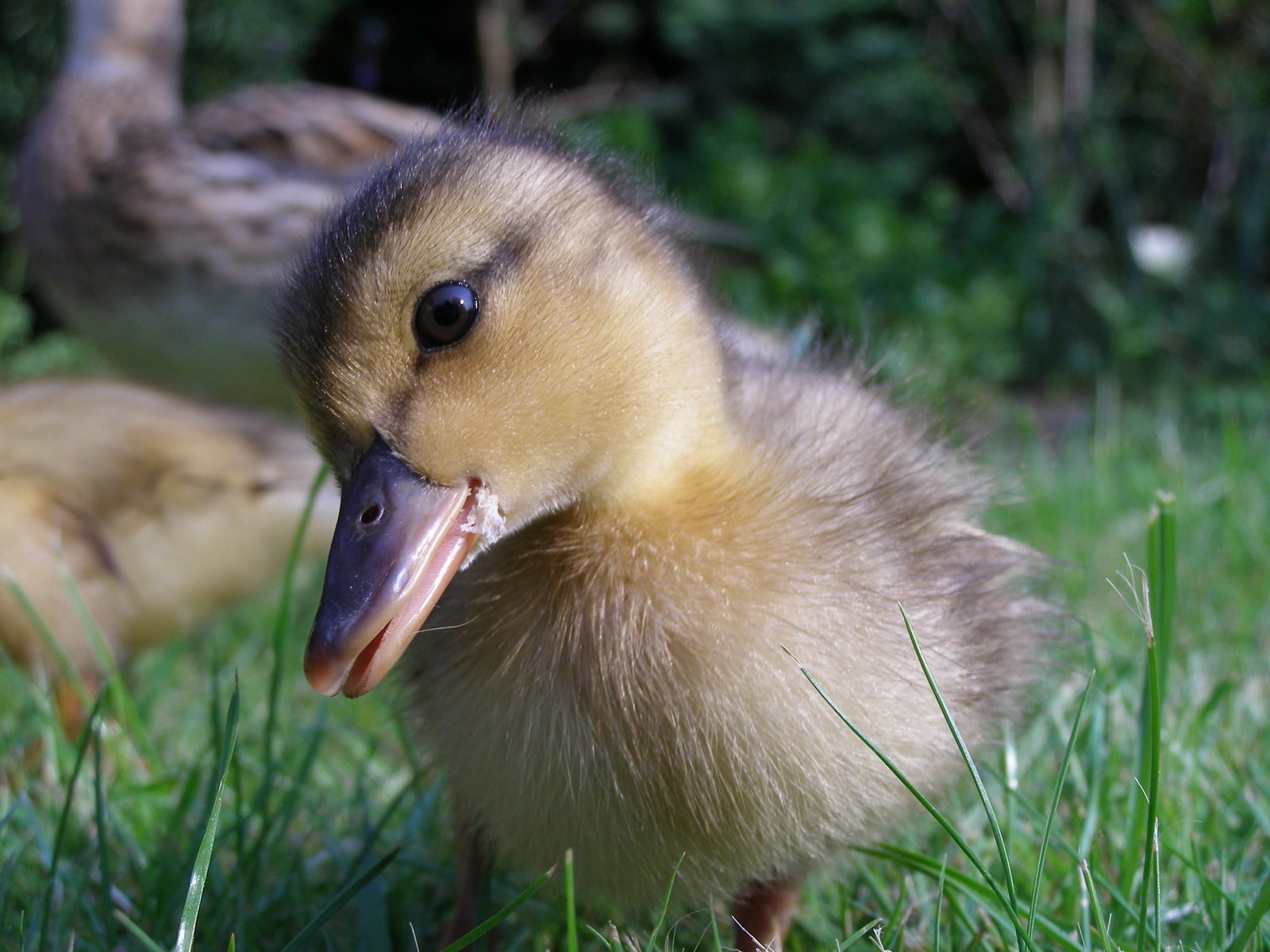 a small duck with a big beak standing on a grass covered field
