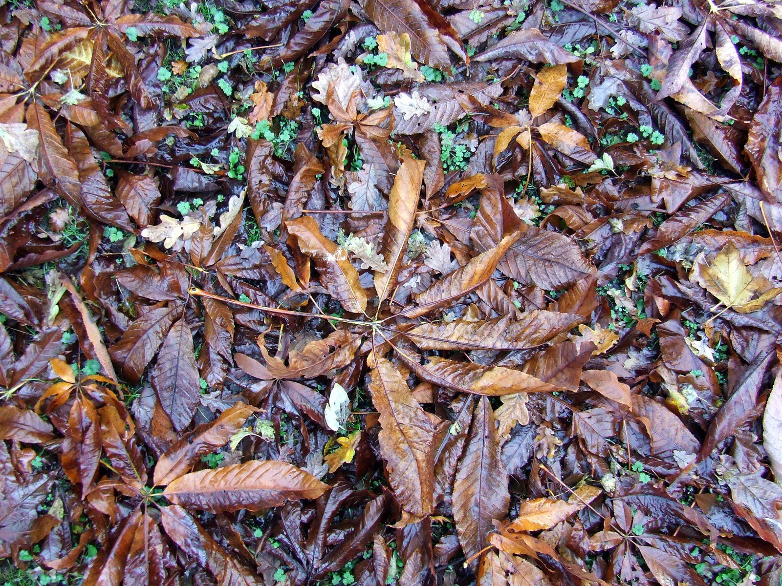 dry leaves and plants on the ground