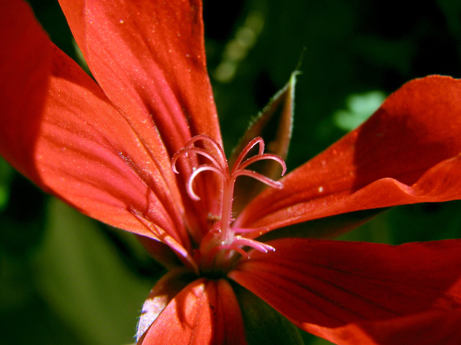 red flower with dewlet, with leaves around it