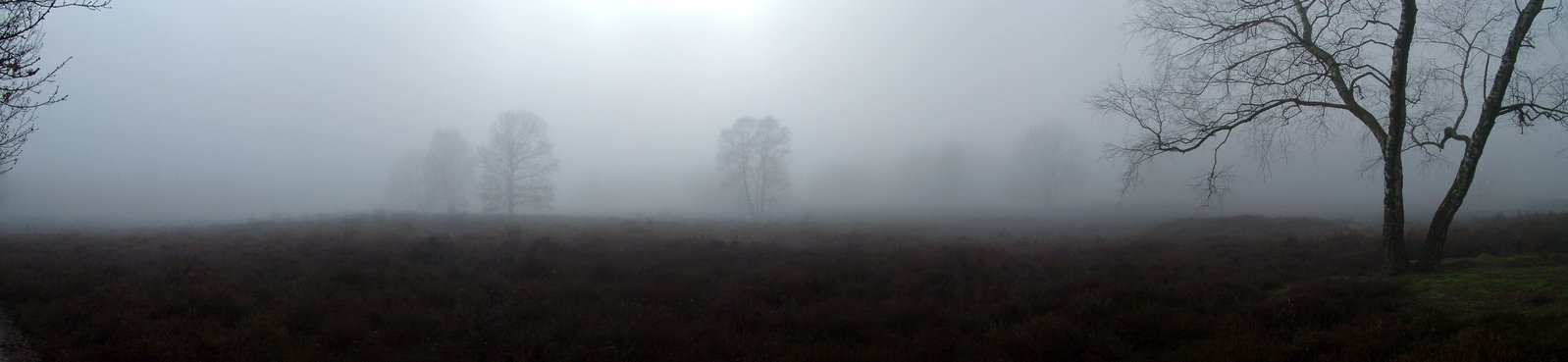 some bare trees and grass in the mist
