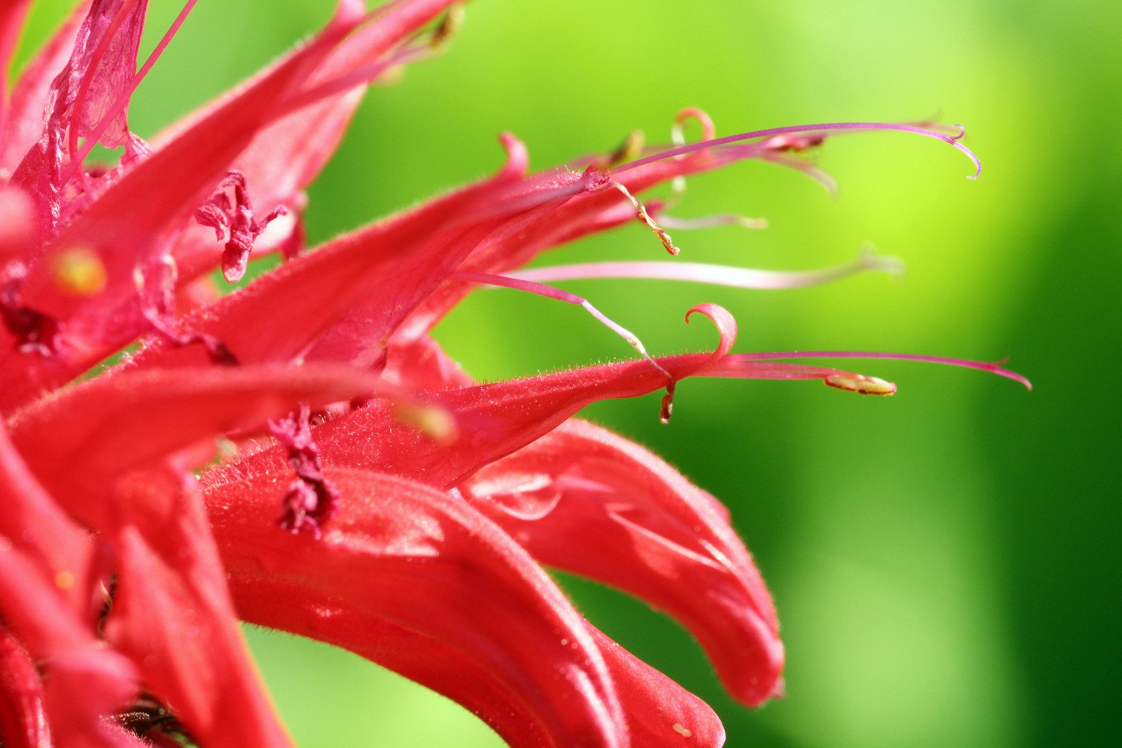 a close up s of the stamens of a flower