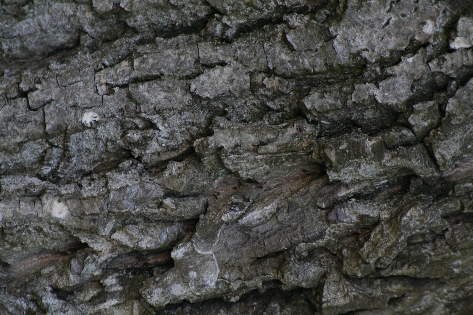 this is the bark of an ash tree