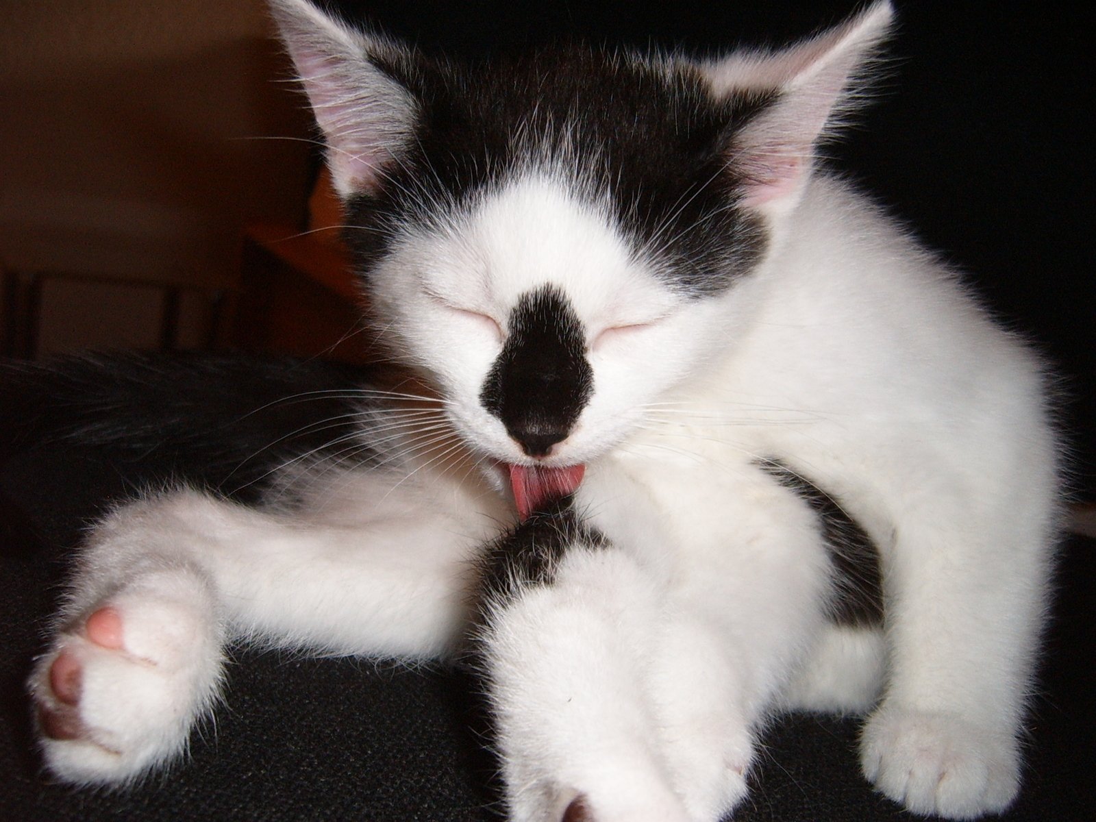 the kitten is laying down, yawning