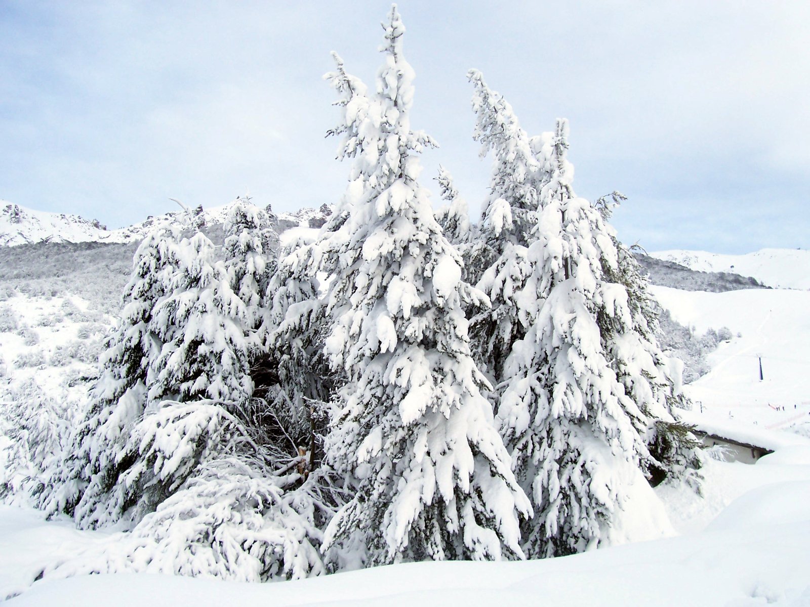 snow covered pine trees and bushes stand in the middle of a snowy landscape