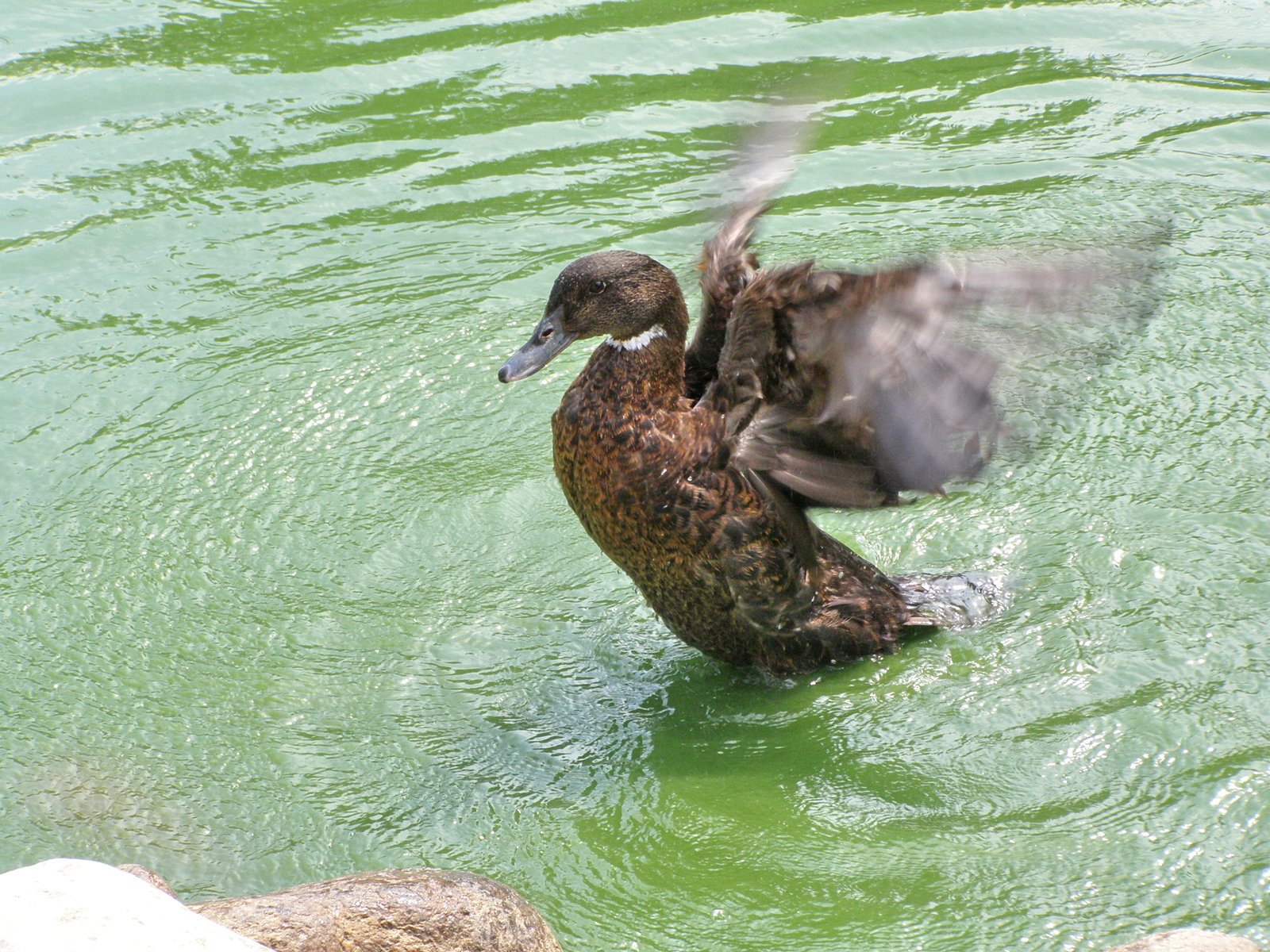 an image of two ducks in the water