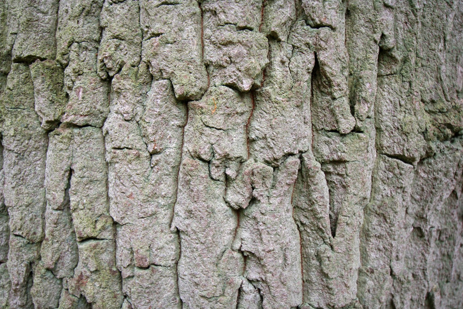 a close up po of an old tree