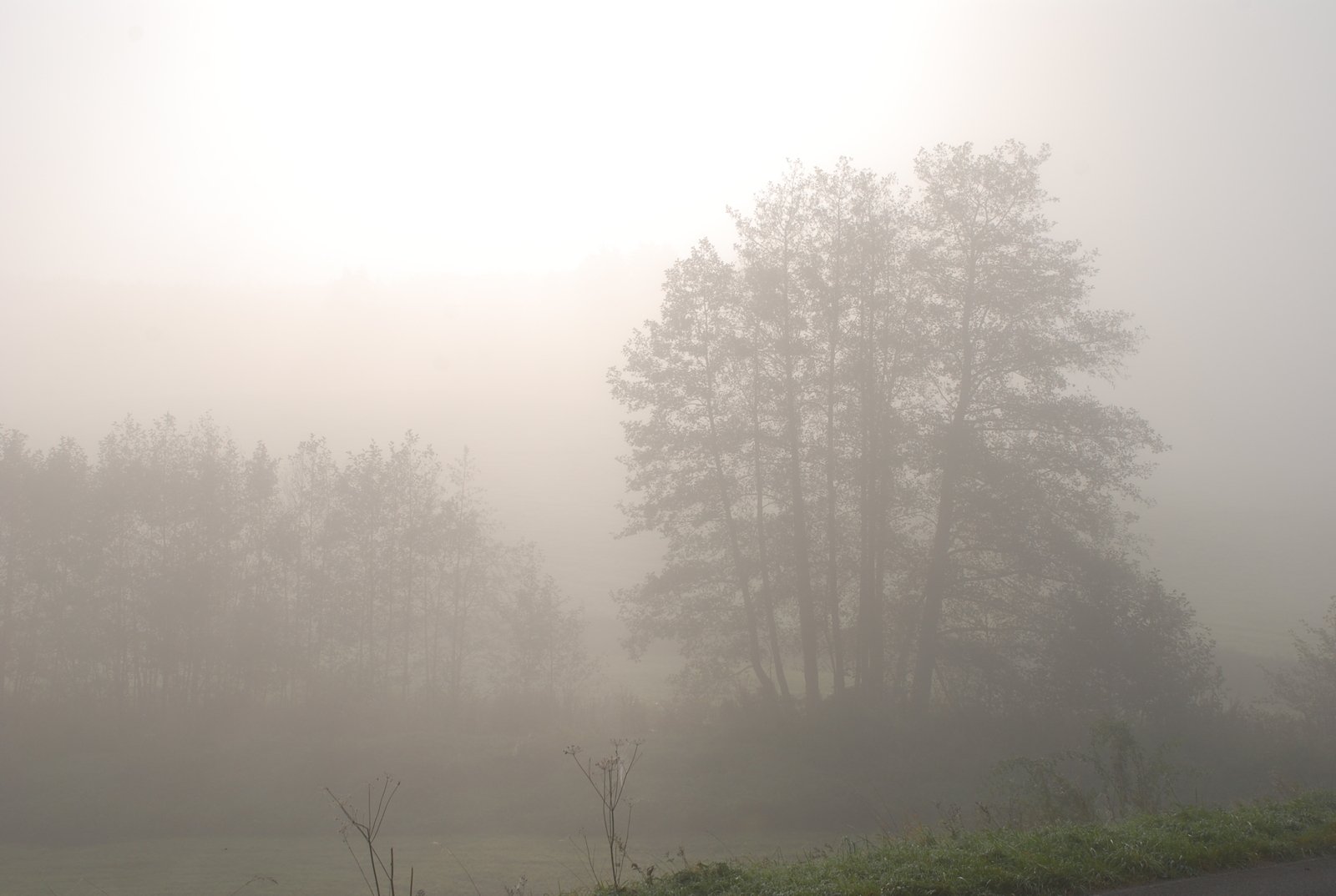 the sun shines through the fogy trees onto the green