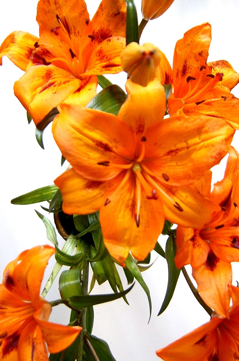 an arrangement of orange flowers in a glass vase