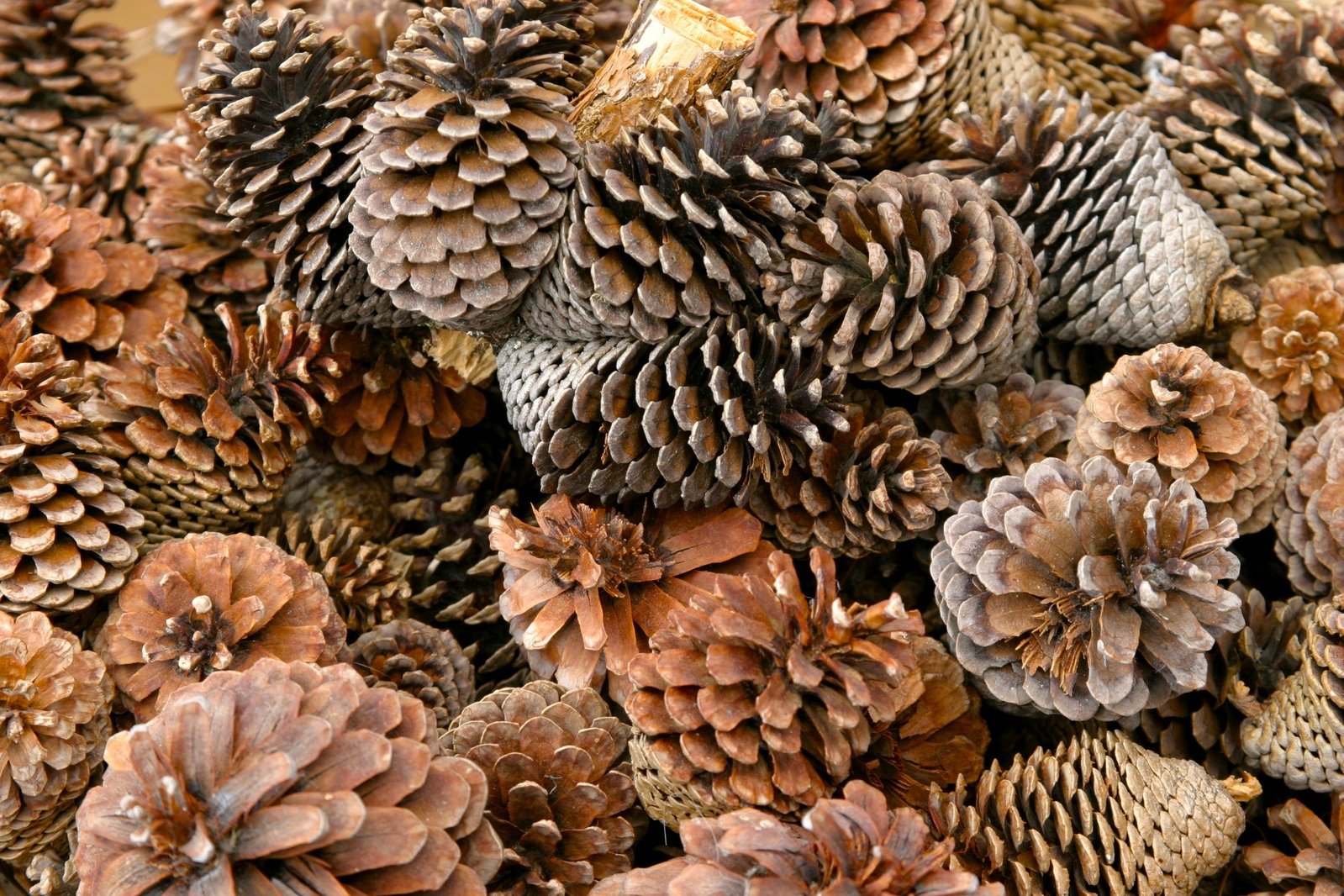 many pinecones are stacked up together in this pile