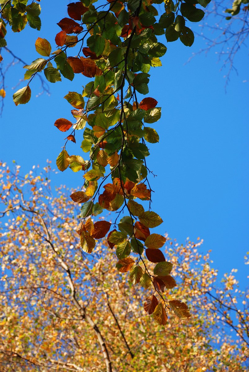 the leaves are on trees, and a tree in the background