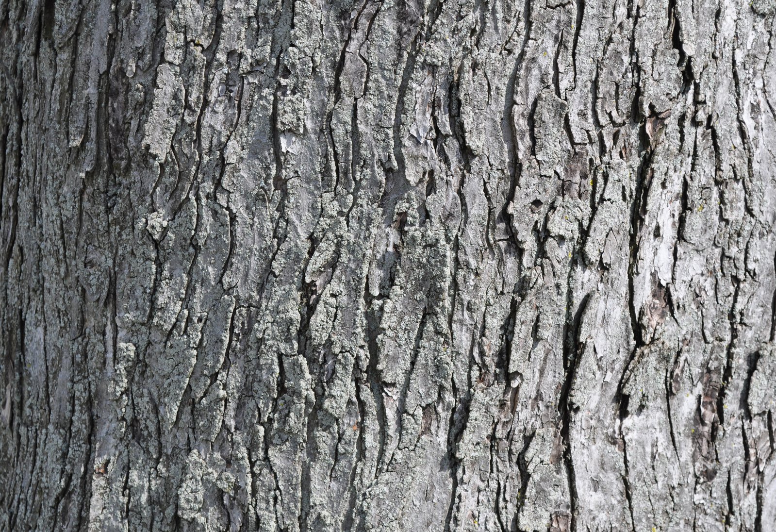 bark on the side of a tree with small holes