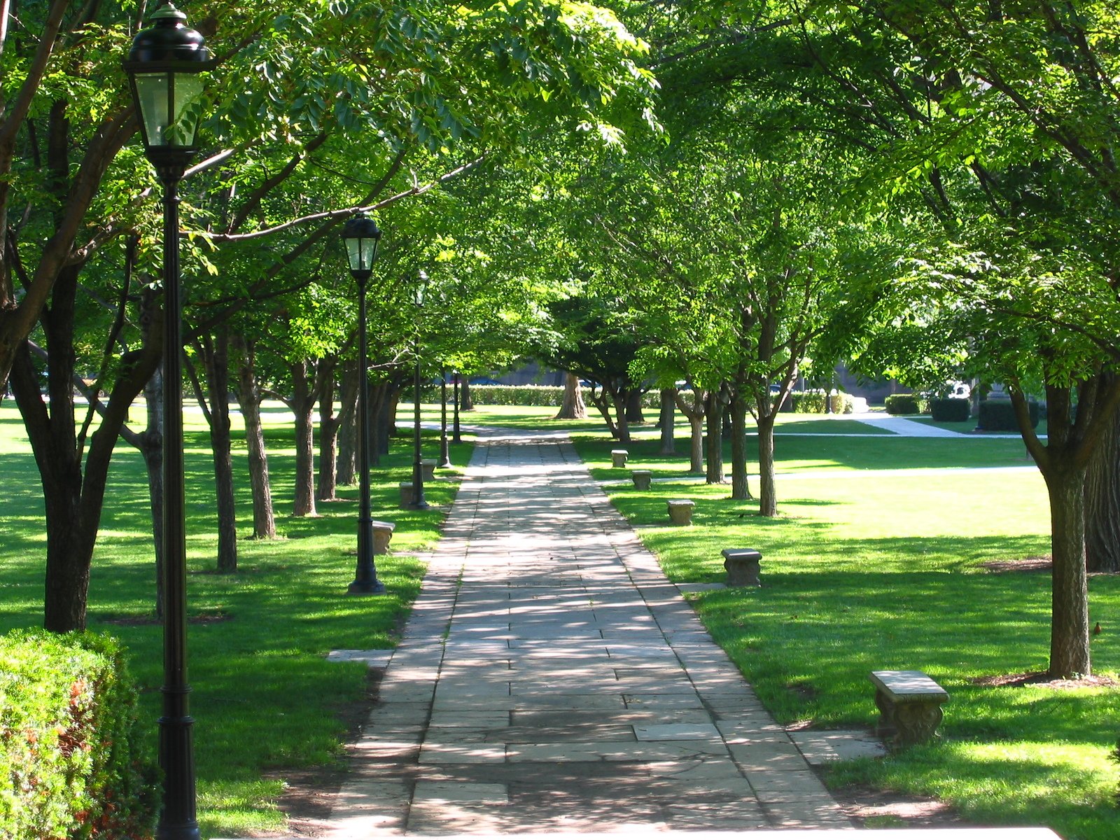 a line of green grass with benches in the trees