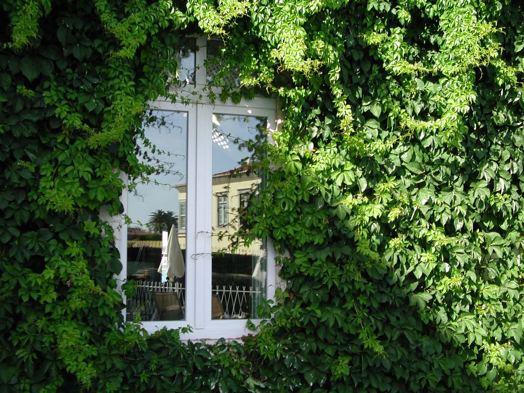 the window is covered by plants, with the door and side glass partially open