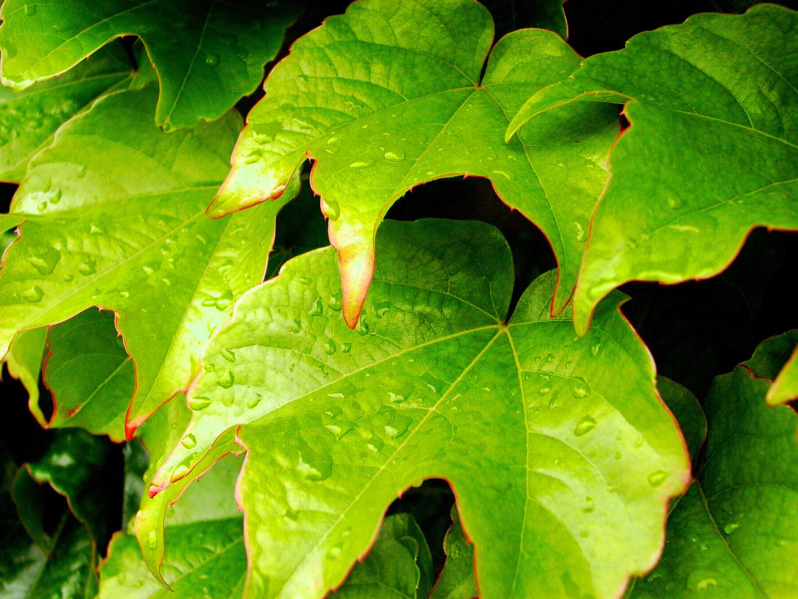 a green leaf with water droplets on it