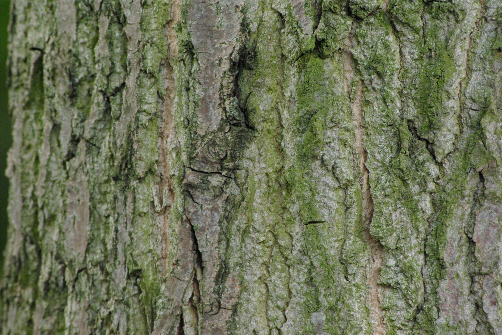 tree bark with green lichen all over