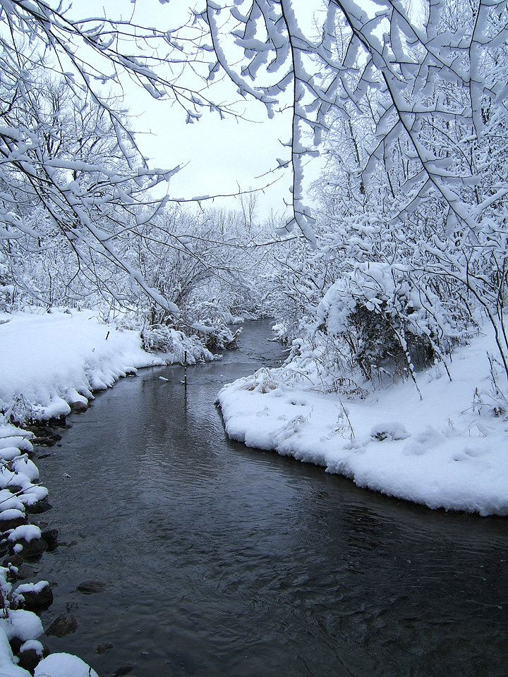 snowy trees and water surrounded by snow