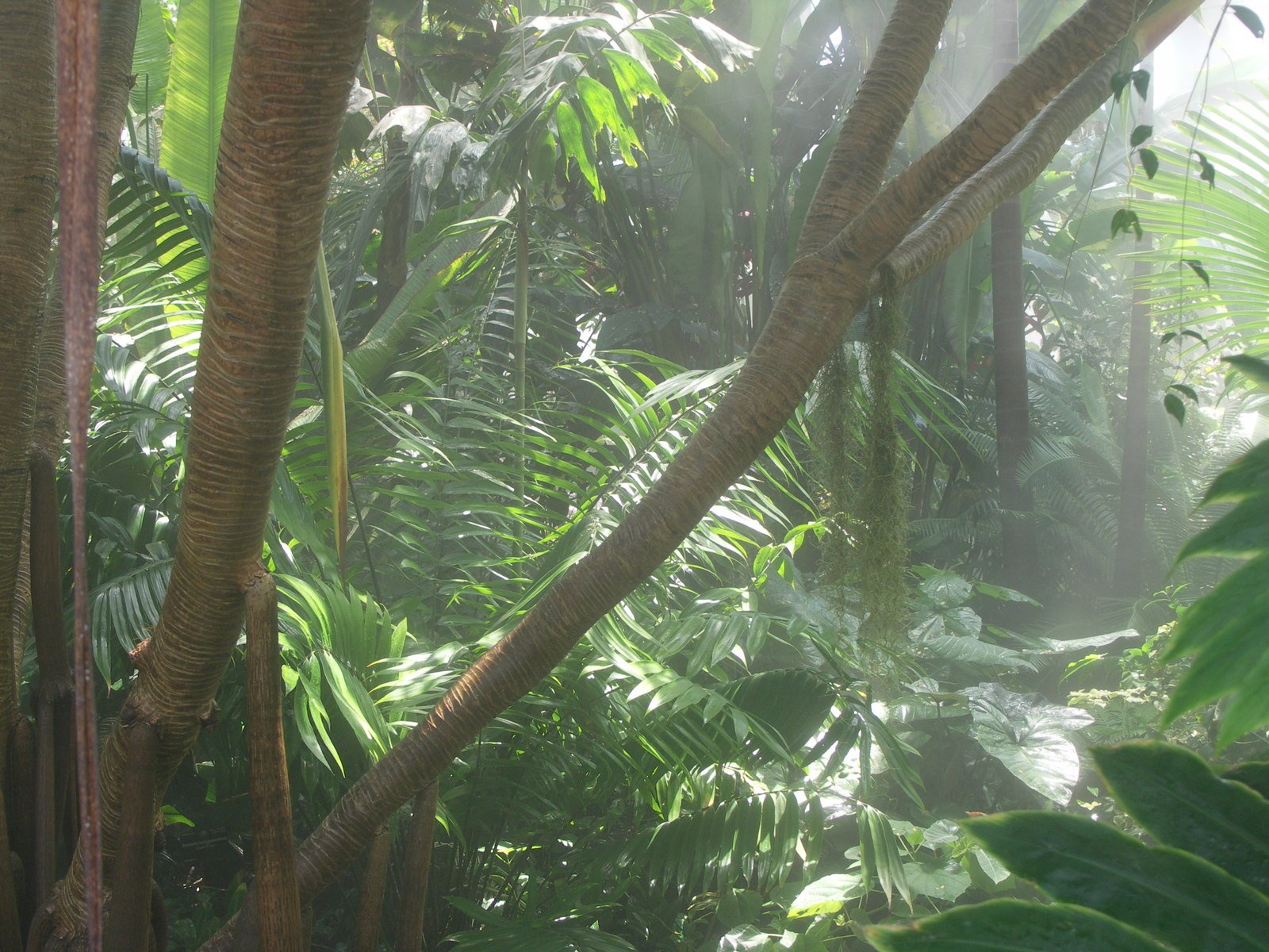 some trees and other foliage and one has it's light on