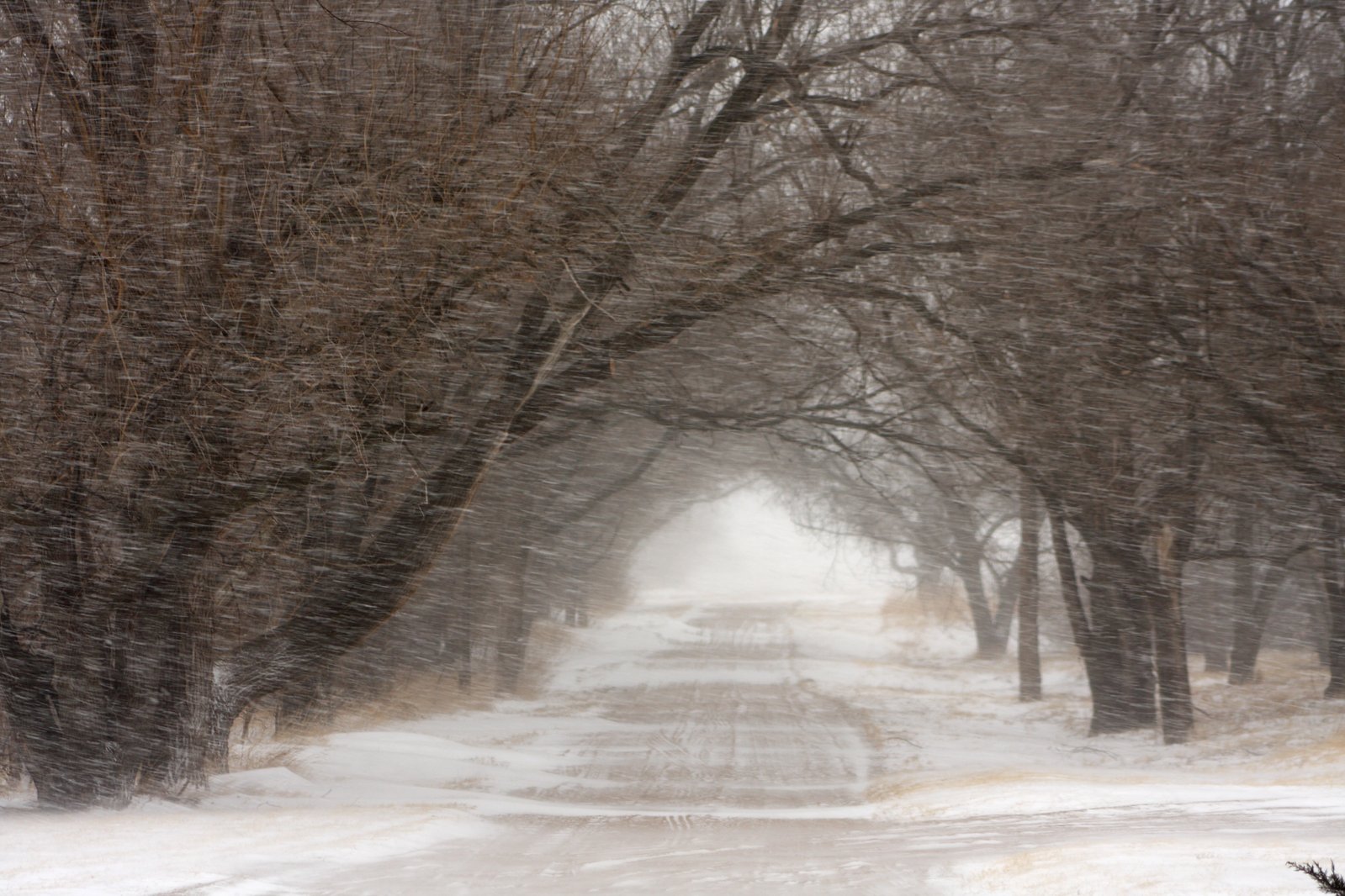 there are many trees along the road and there is also snow falling