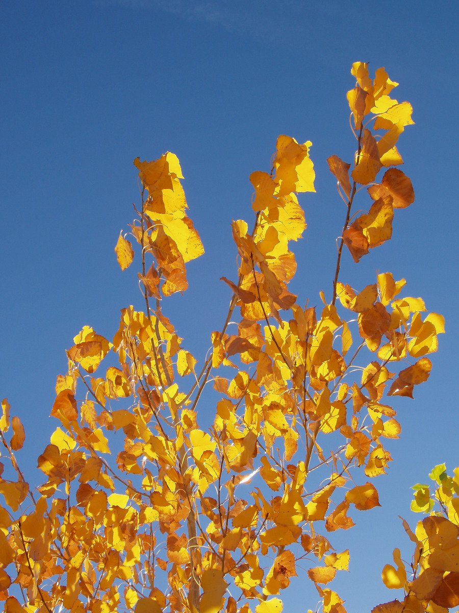 a leafy tree in the background against a blue sky