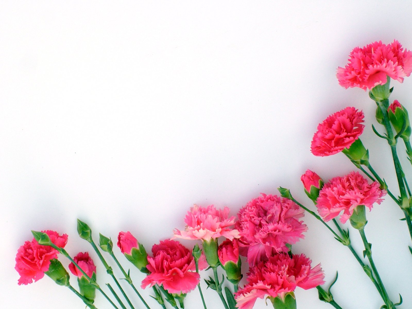 a po of pink carnations in various directions, arranged as a border on a white background