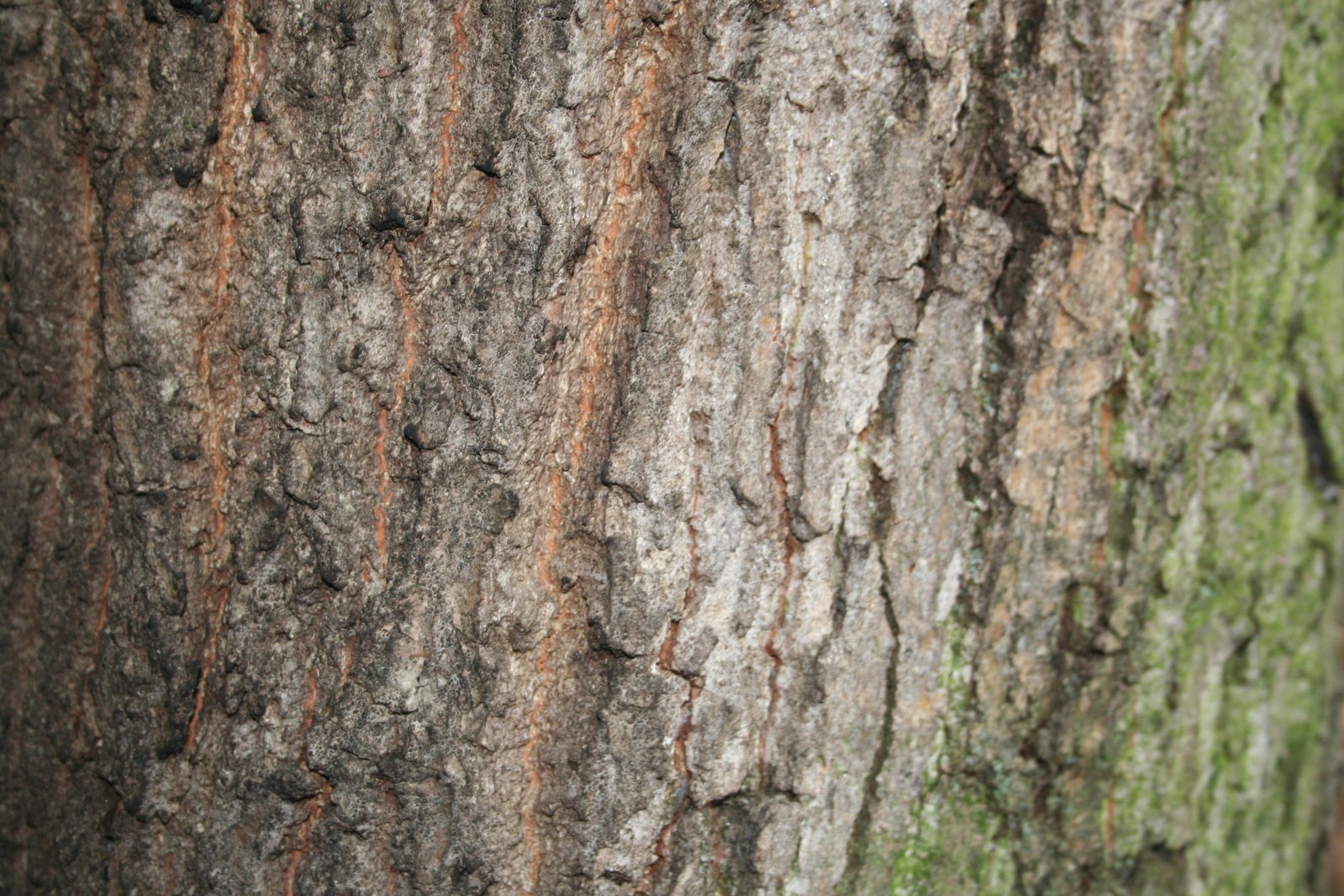 closeup of the bark of a tree with red spots