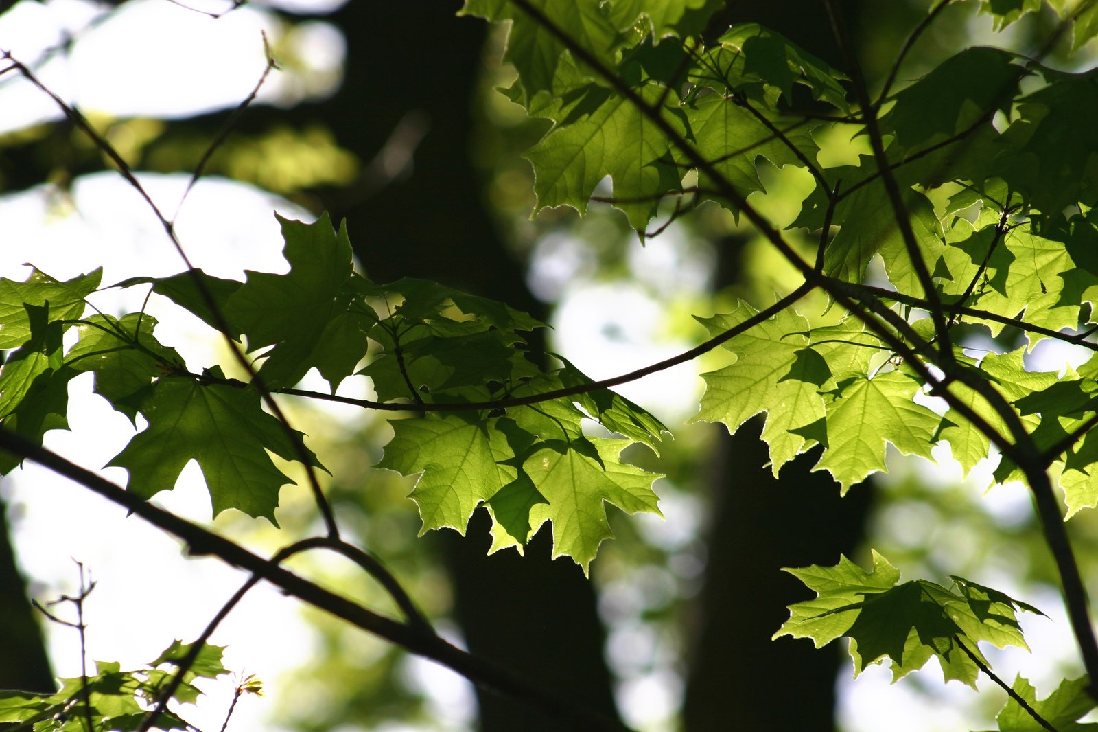 leaves growing from the nches of a tree