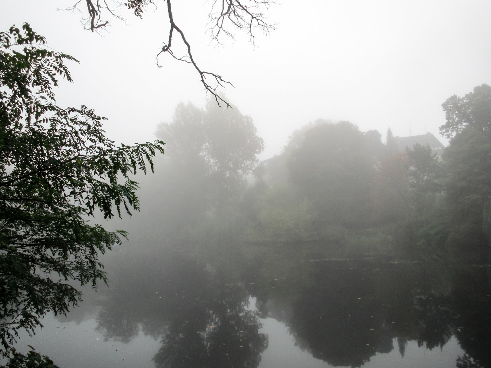 a picture of a lake with some trees in the fog