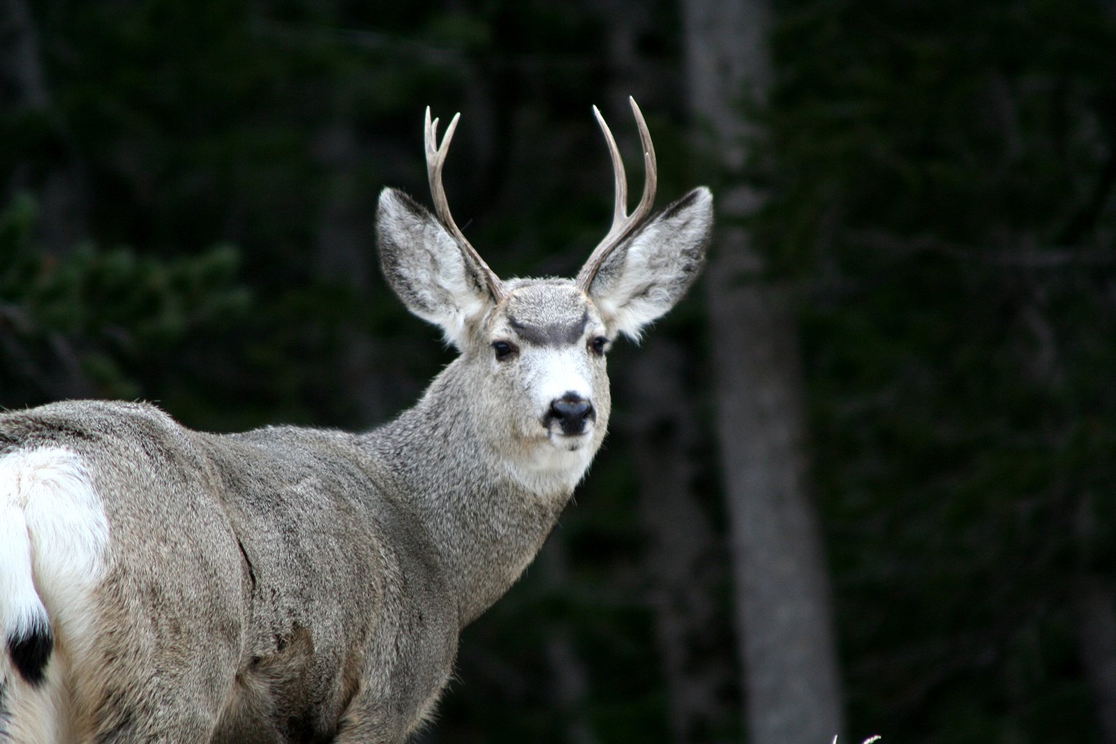 the face and antlers of the large buck are visible in this pograph