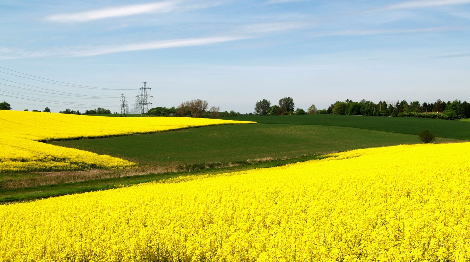 a vast expanse of canola and other field near to power lines