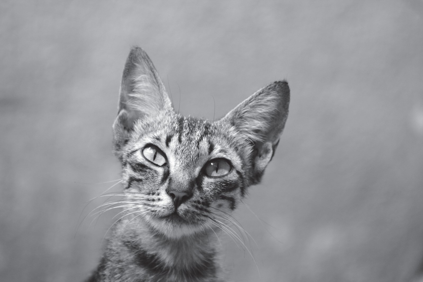 a cat that is looking to its left with a surprised look