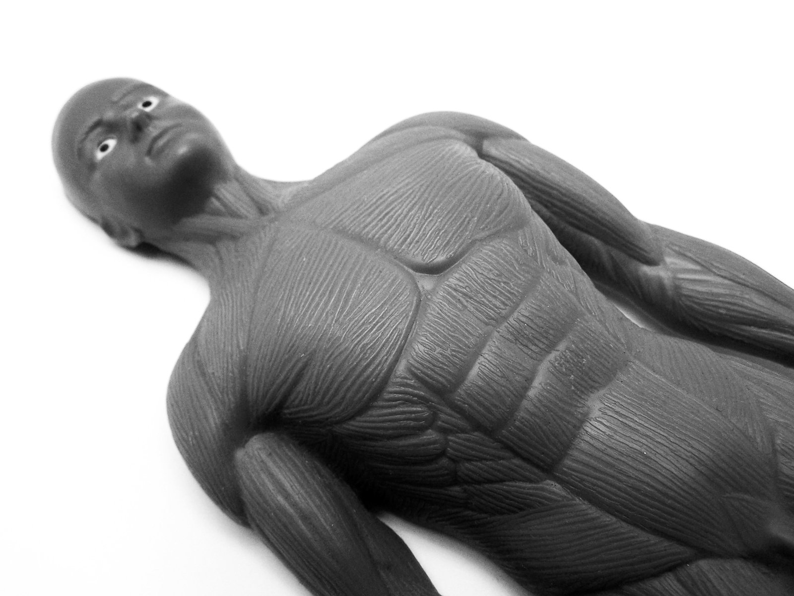 the body model of a person lying down