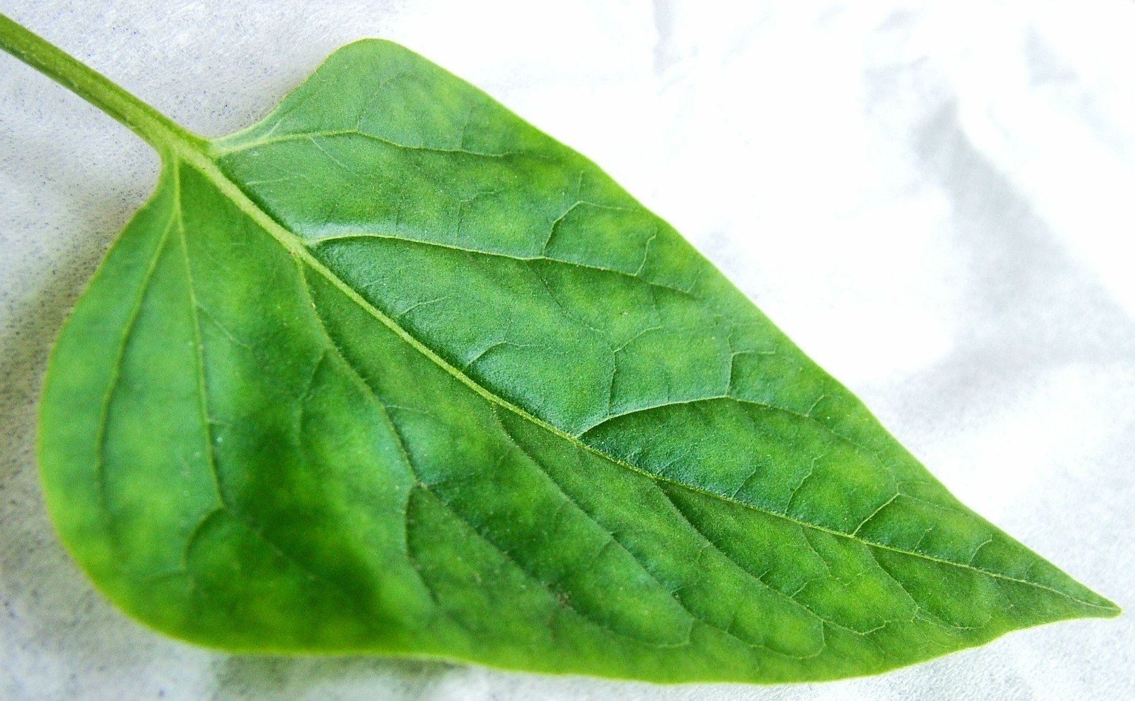 green leaf with thin curved edges laying on white fabric