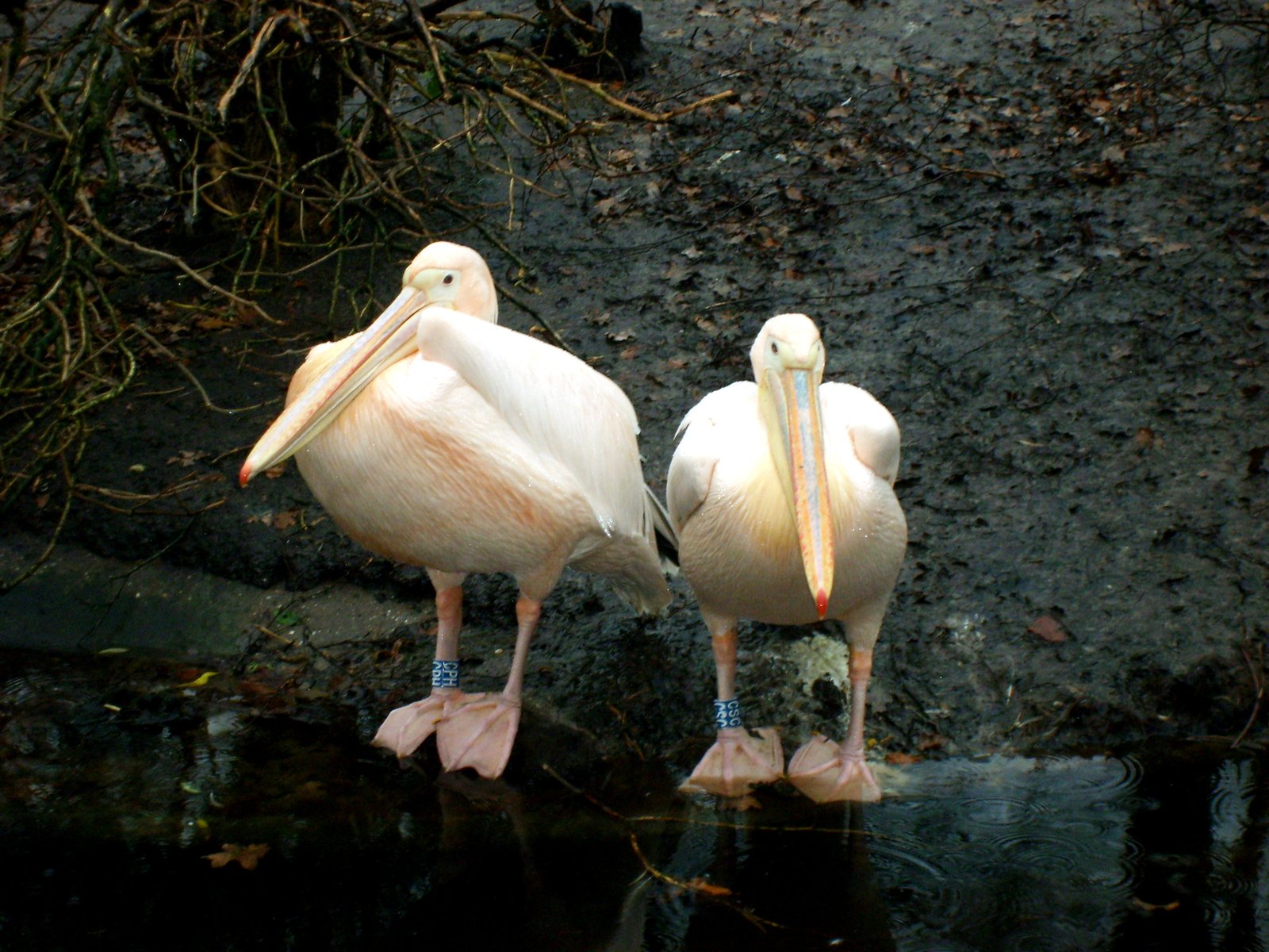a pair of white birds standing near a pool