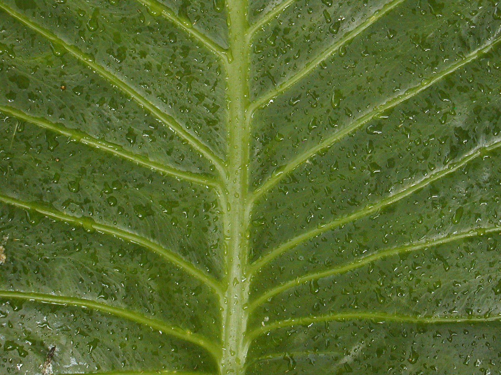 close up of a large leaf with water droplets on it