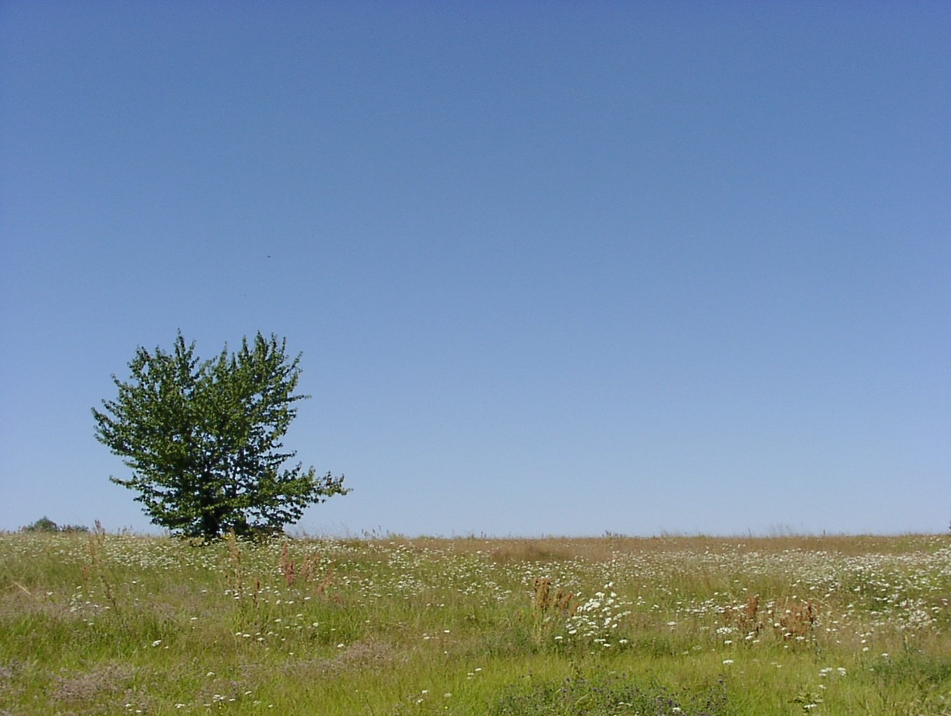 a lone tree stands alone in a field