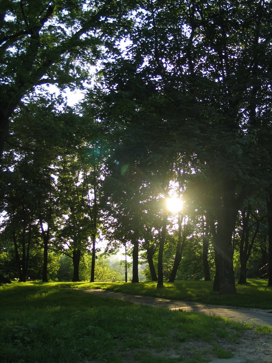 a park scene with trees on either side and the sun in the distance