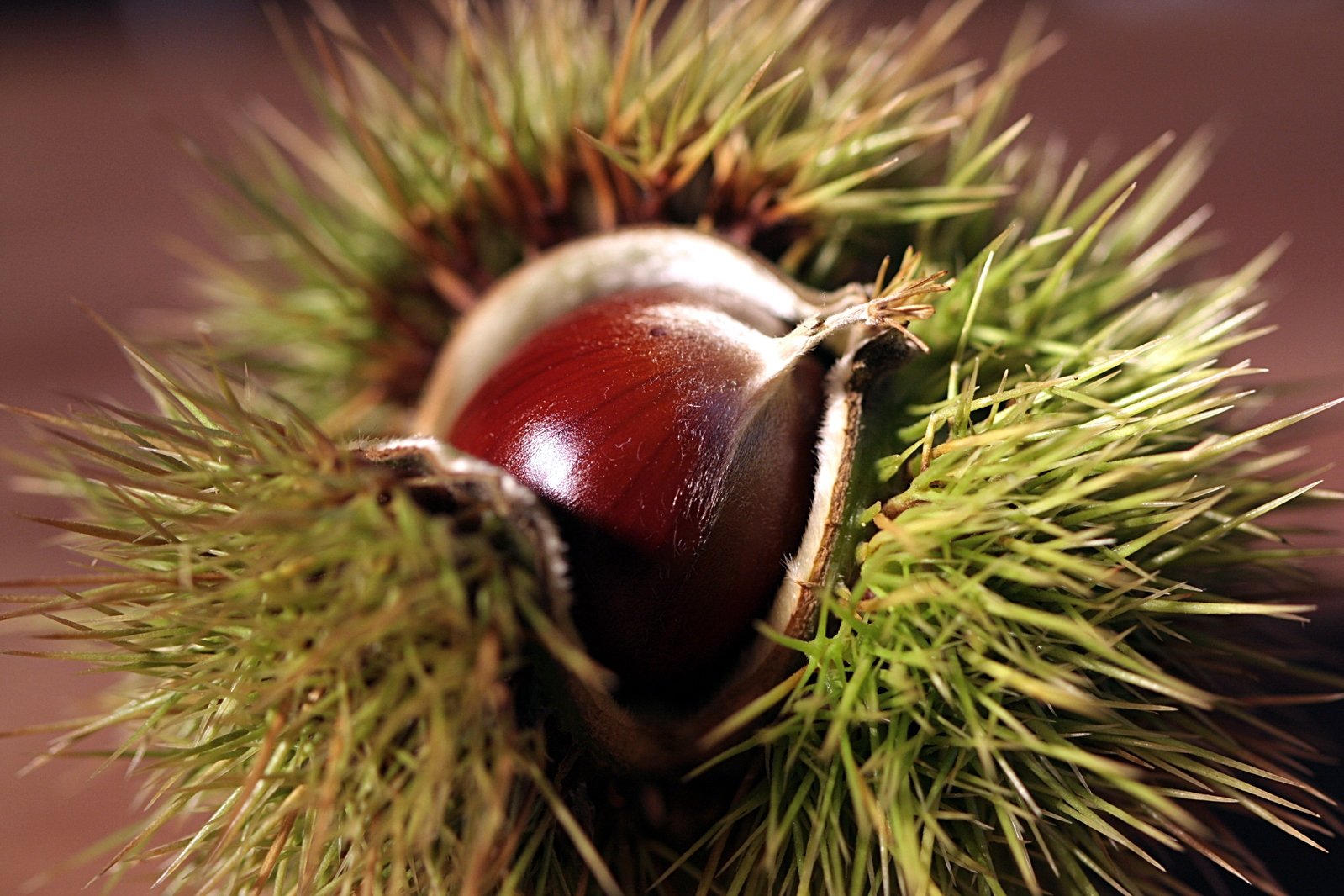 an acorn is shown with tiny green needles