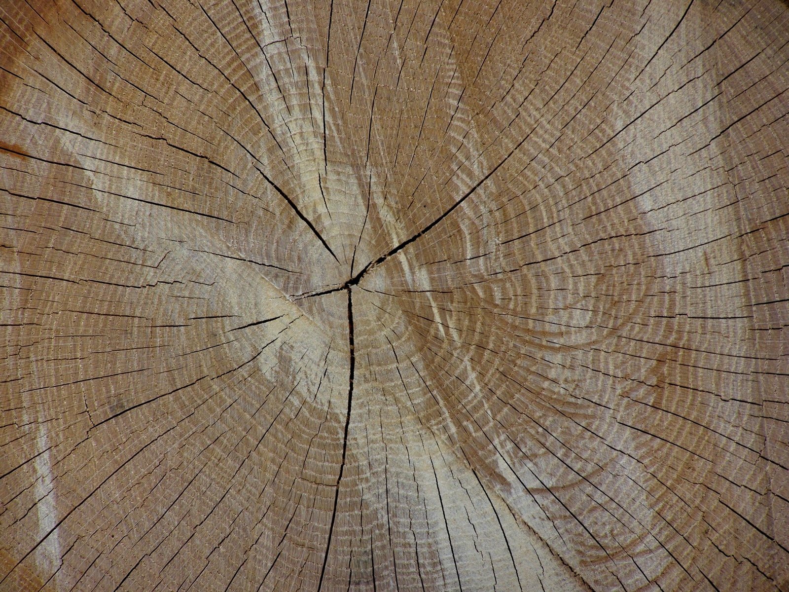 a very big tree trunk with cross sectioning