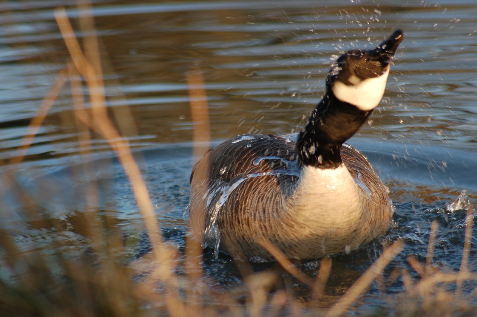 a duck is wading in shallow water