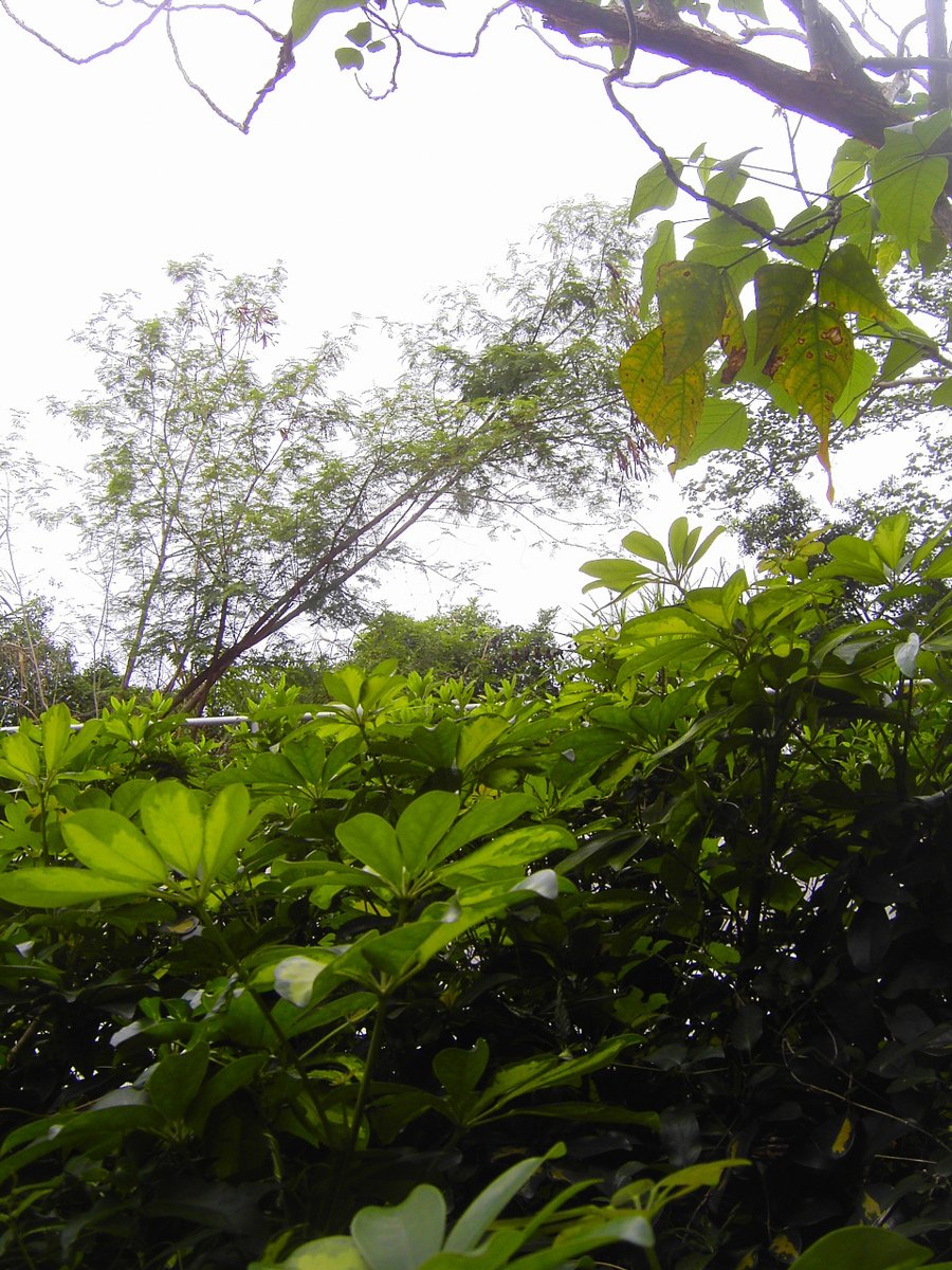 the lush green plants are under some trees