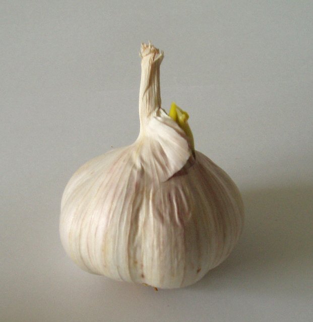 a close up of a garlic sprout on the ground