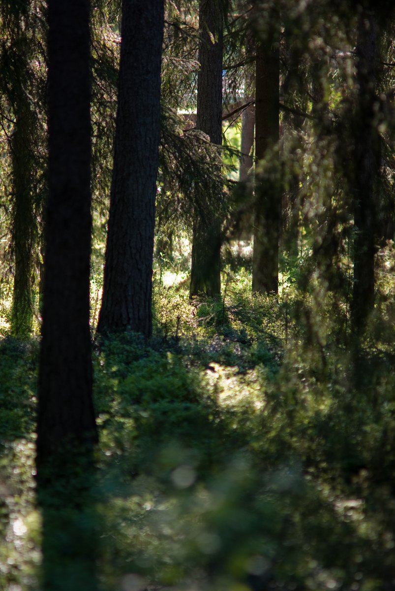 a path is running between trees through the forest