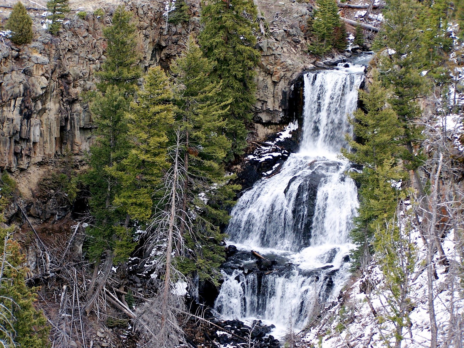 a group of pine trees stand in front of a waterfall
