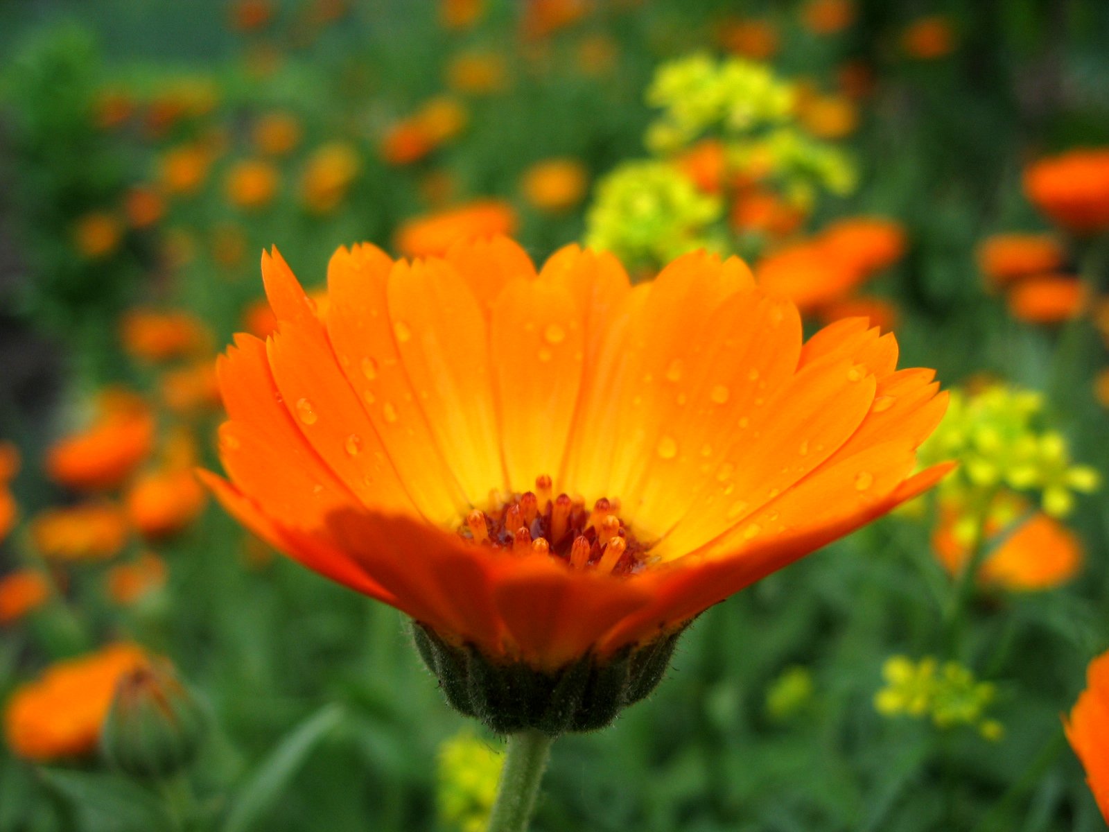 an orange flower in a field covered in water droplets