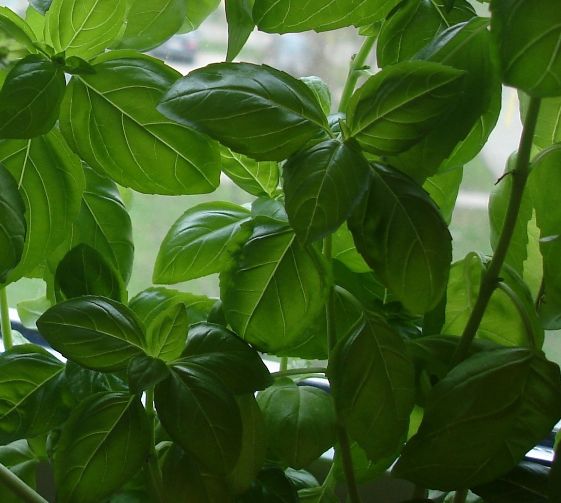 close up of a green plant with many leaves