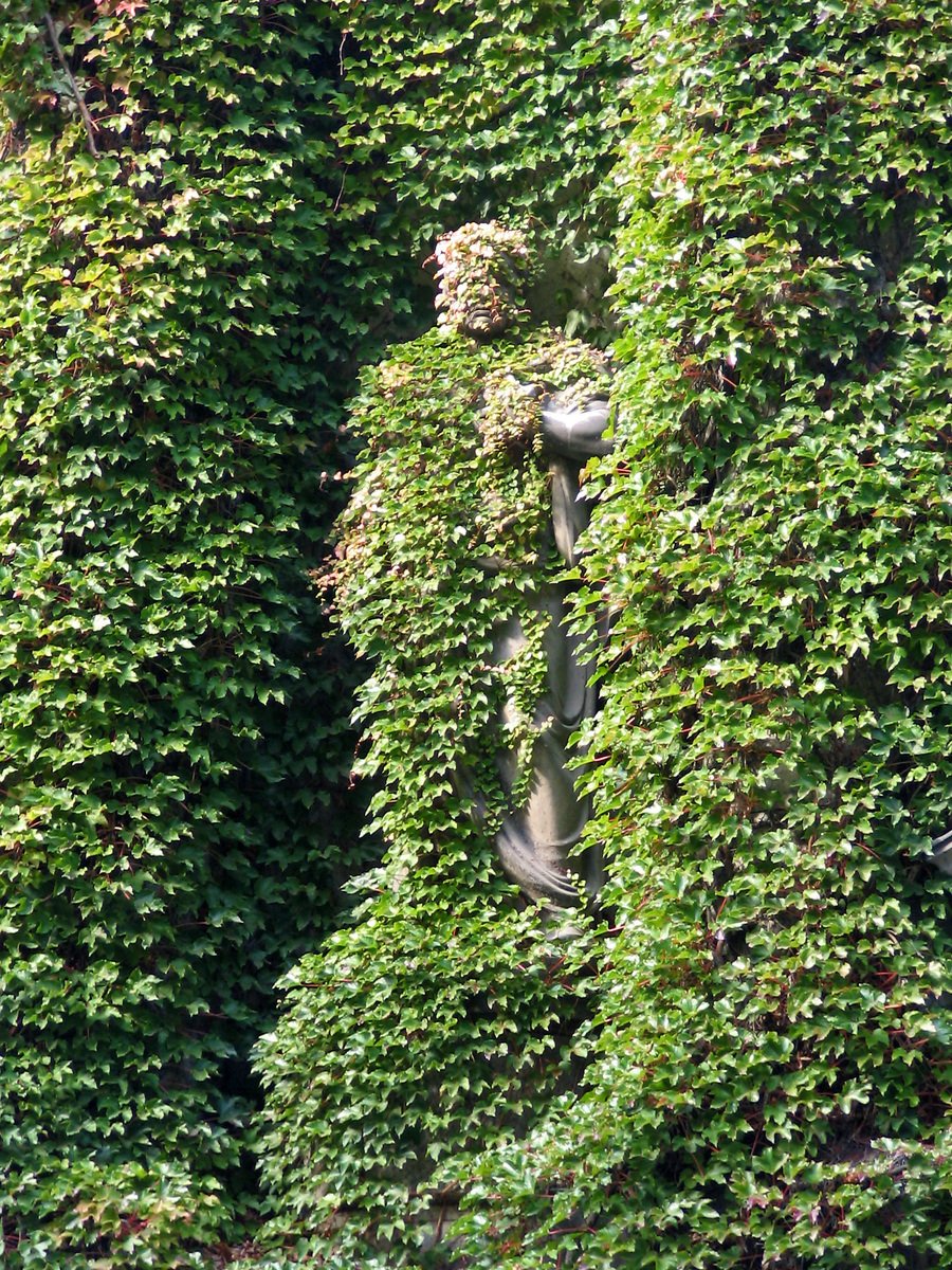 green leaves on a wall covering a bench