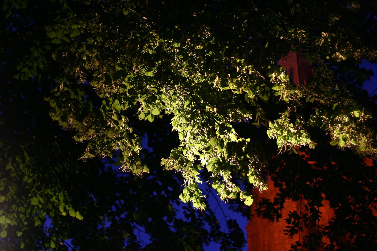 the leaves on a tree glow from underneath at night